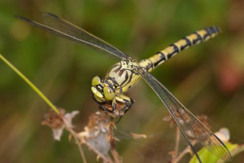 Onychogomphus forcipatus