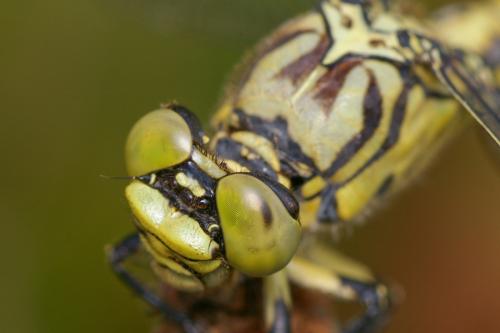 Onychogomphus forcipatus