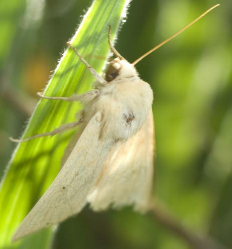 Mythimna vitellina