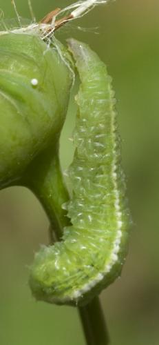 Réf. 27 002 : Scaeva pyrastri