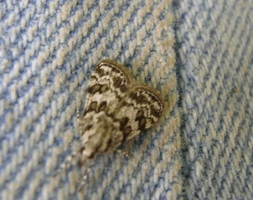 Réf. 27 338 : Scoparia pyralella