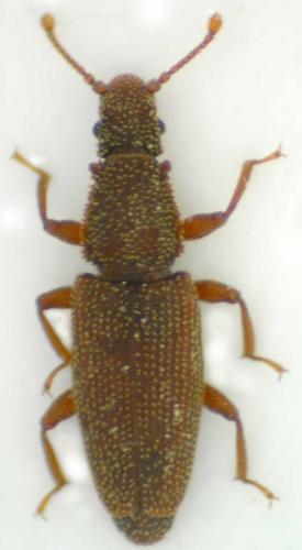 Réf. 27 420 : Monotoma conicicollis
