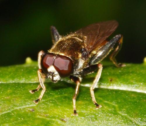 Réf. 27 998 : Xylota sp.