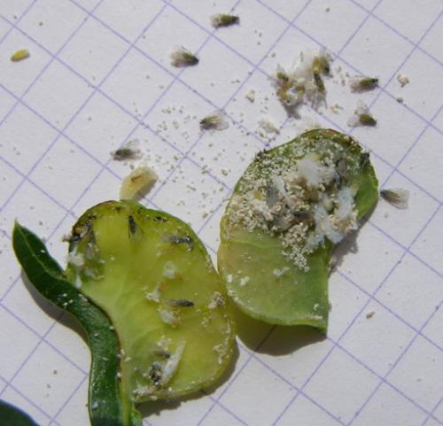 Aploneura lentisci