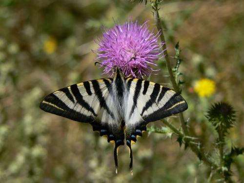 Réf. 27 279 : Iphiclides podalirius