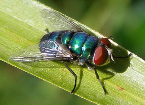Réf. 27 869 : Chrysomya albiceps