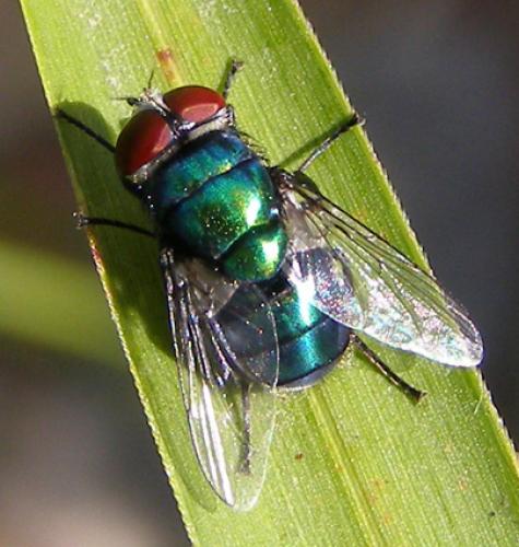 Réf. 27 870 : Chrysomya albiceps