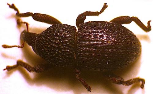 Kyklioacalles punctaticollis meteoricus