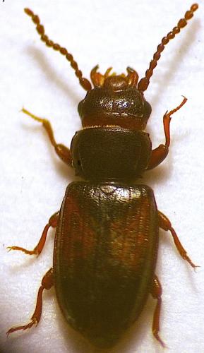 Laemophloeus monilis