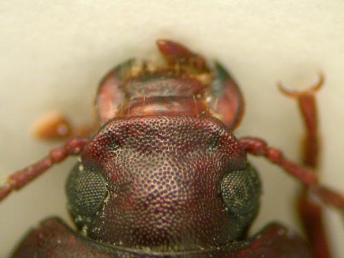 Nalassus laevioctostriatus