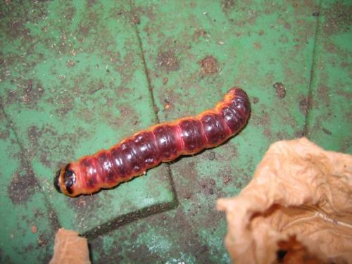 Cossus cossus