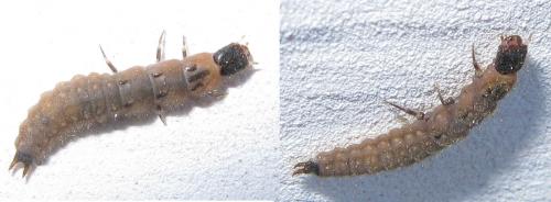 Malachius sp.