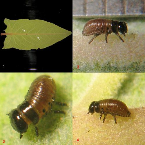 Réf. 27 283 : Chrysolina americana
