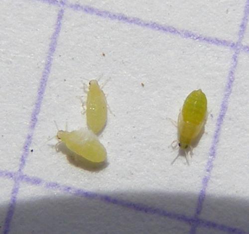 Aploneura lentisci