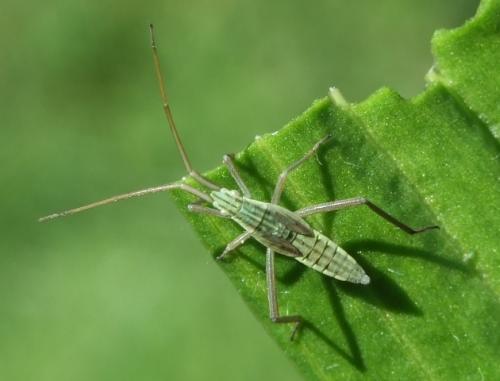 Stenodemini