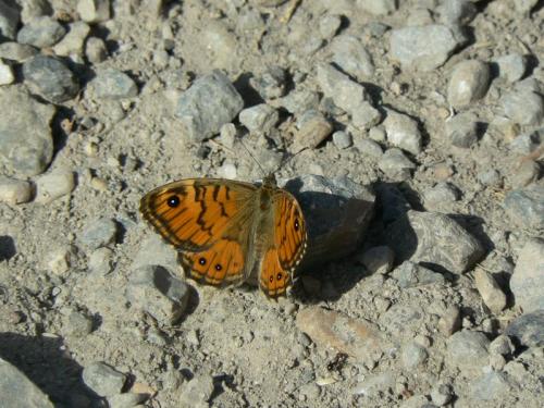 Lasiommata paramegaera