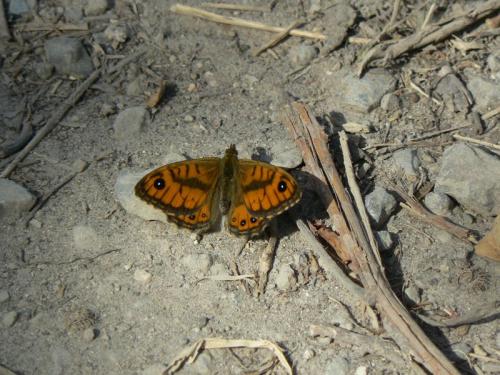 Lasiommata paramegaera