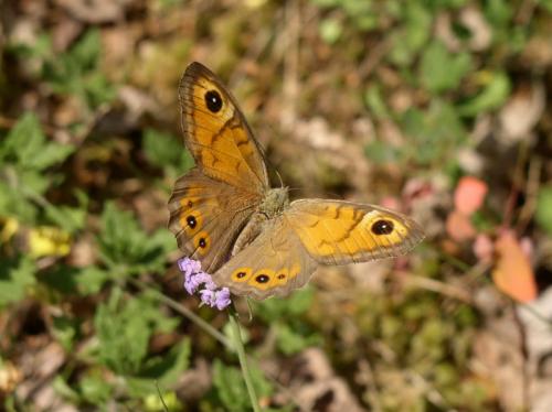 Lasiommata maera