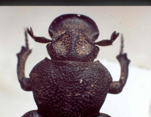 Réf. 27 638 : Anatonochilus bocandei