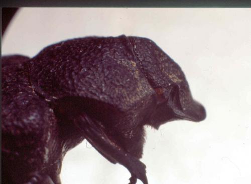 Réf. 27 583 : Anatonochilus bocandei