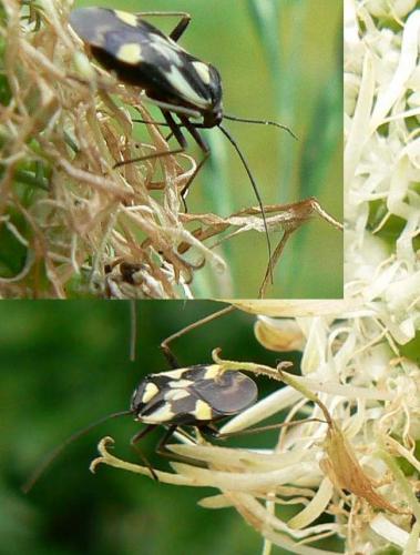 Réf. 27 156 : Grypocoris sexguttatus