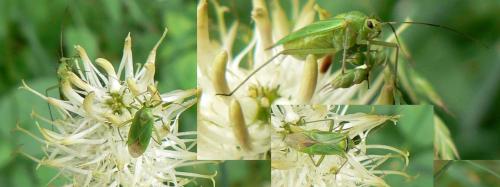 Réf. 27 157 : Calocoris alpestris