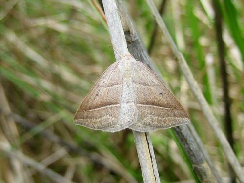 Réf. 27 632 : Petrophora chlorosata