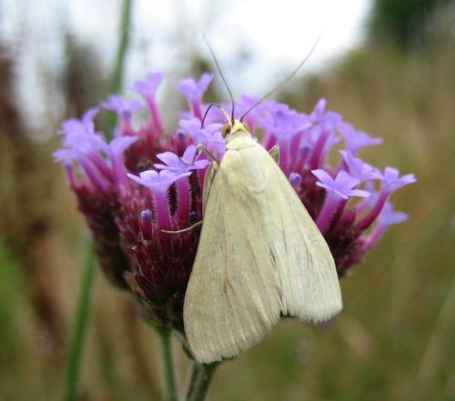 Réf. 27 496 : Sitochroa palealis