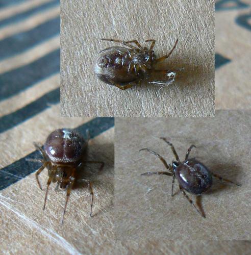 Steatoda bipunctata