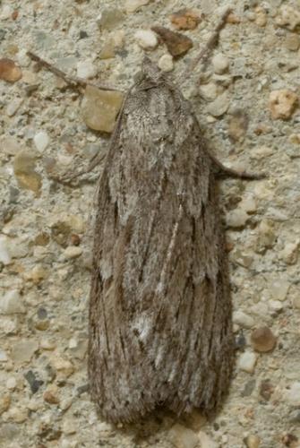 Pachycnemia hippocastanaria