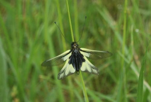 Libelloides coccajus