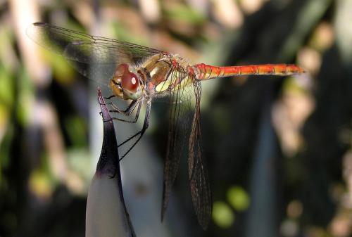 Réf. 27 403 : Sympetrum sp.