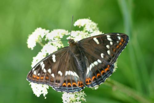 Réf. 27 979 : Limenitis populi