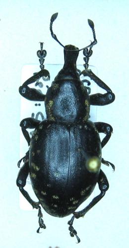 Réf. 27 661 : Liparus glabrirostris