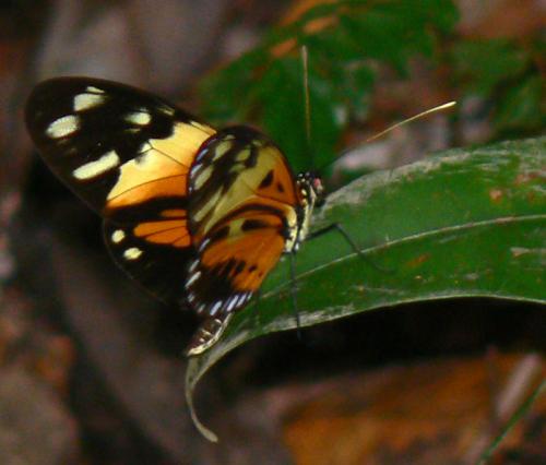 Heliconius numatus silvana