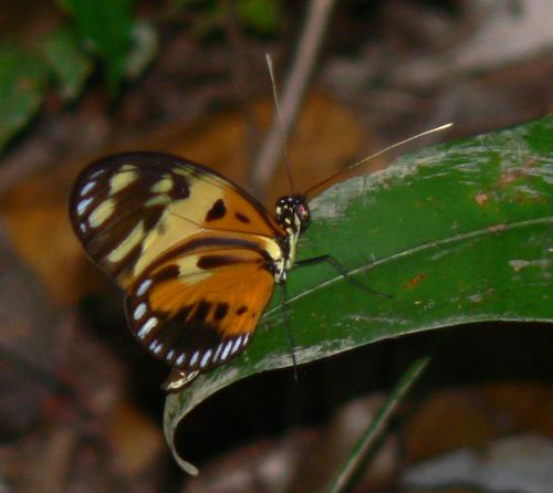 Réf. 27 331 : Heliconius numatus silvana