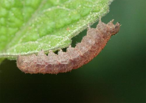 Zanclognatha lunalis