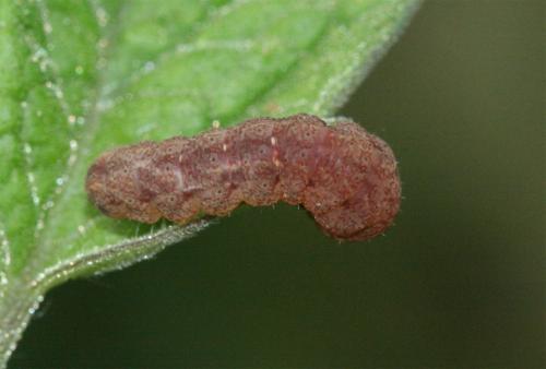 Zanclognatha lunalis