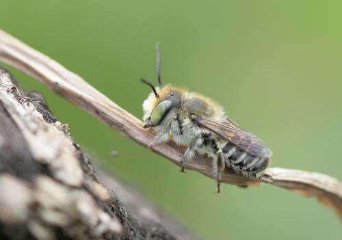 Megachile pilidens