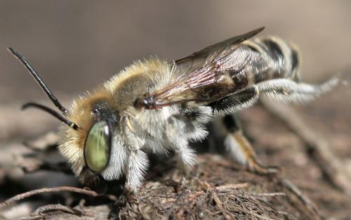 Réf. 27 432 : Megachile pilidens