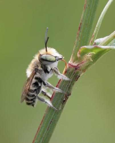 Megachile pilidens