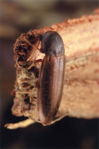 Phloiotrya tenuis