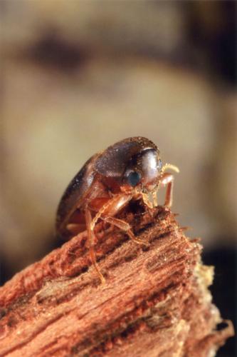 Phloiotrya tenuis