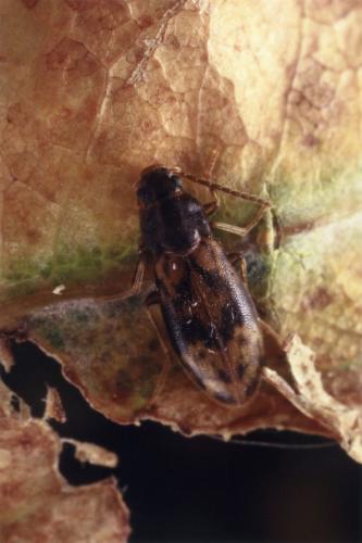 Réf. 27 799 : Marolia variegata