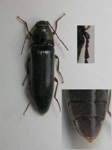 Melanotus castanipes