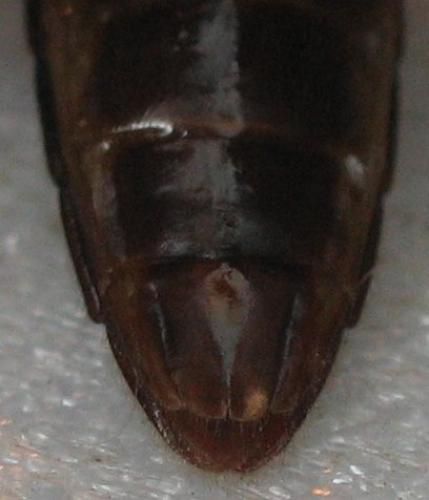 Melanotus castanipes
