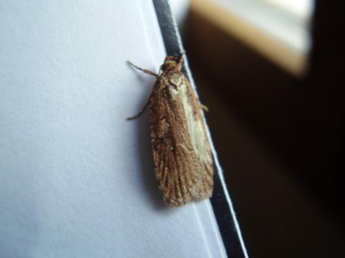 Agonopterix propinquella