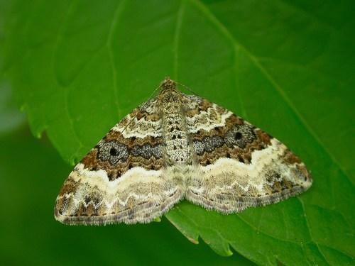 Réf. 27 027 : Epirrhoe alternata