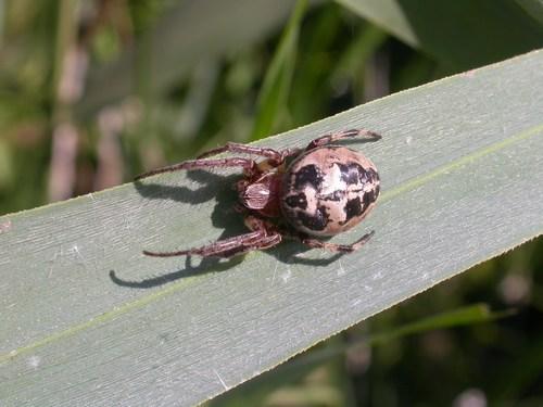 Réf. 27 029 : Larinioides sp.
