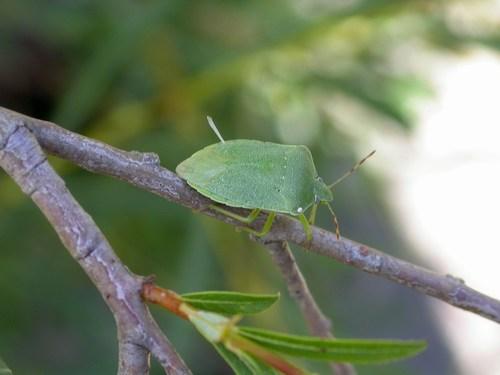 Nezara viridula